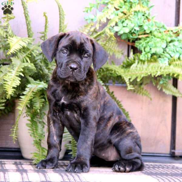 Bella, Cane Corso Puppy