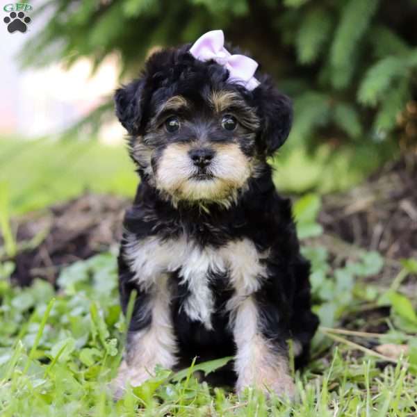 Bella, Yorkie Poo Puppy