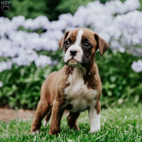 Bella, Boxer Puppy