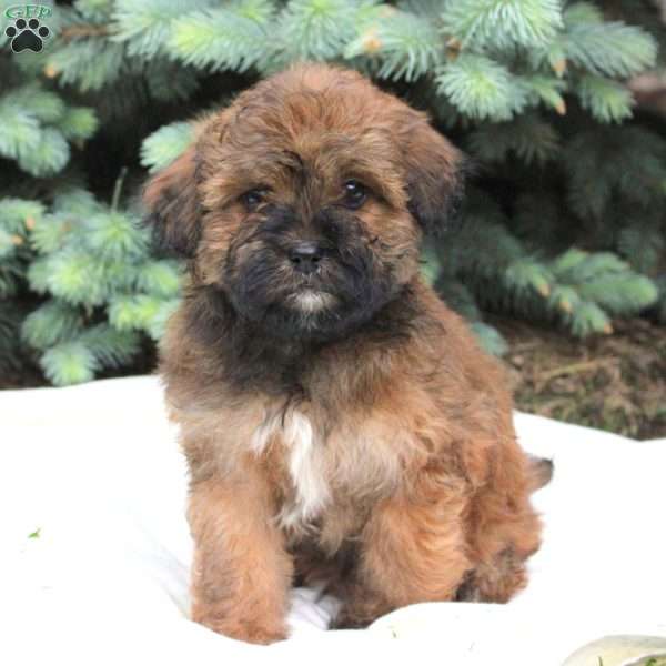 Ben, Miniature Poodle Mix Puppy