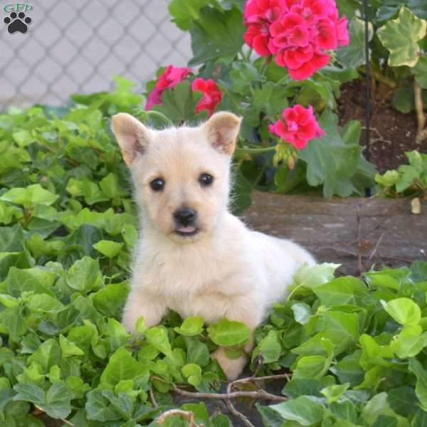 Benji, Cairn Terrier Puppy