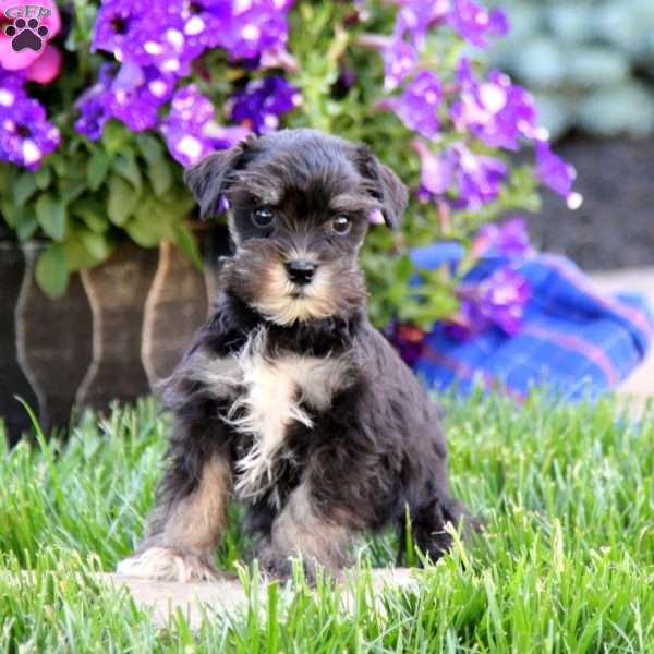 Benji, Miniature Schnauzer Puppy