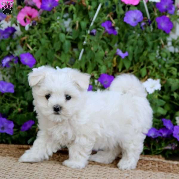 Benji, Maltese Puppy