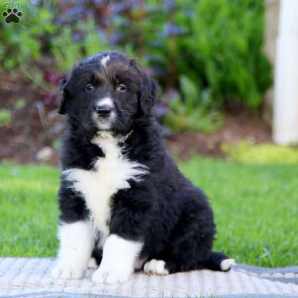 Benji, Golden Retriever Mix Puppy