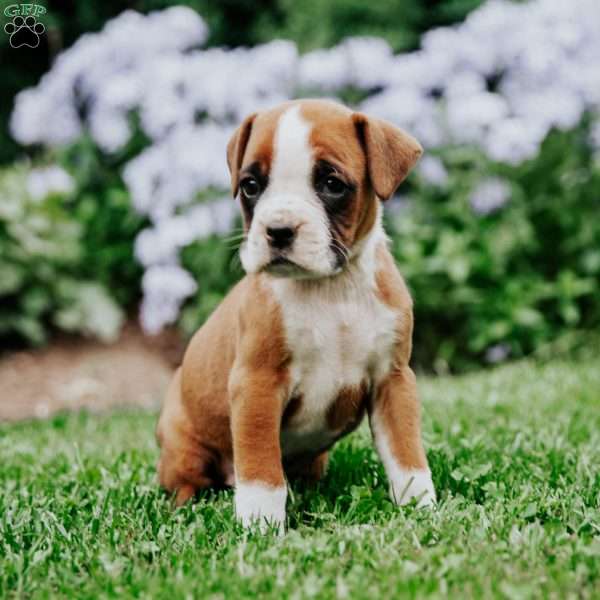 Bennet, Boxer Puppy