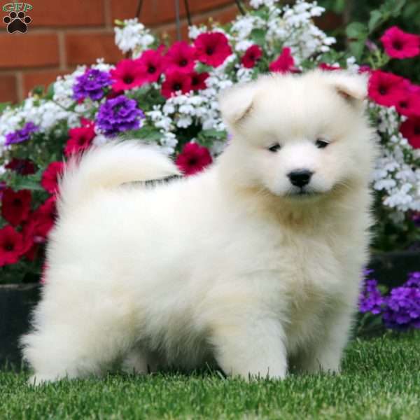 Bentley, Samoyed Puppy