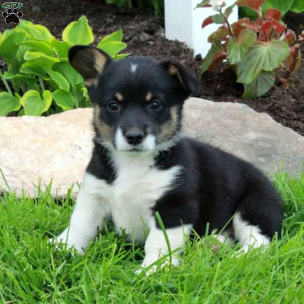 Berry, Pembroke Welsh Corgi Puppy