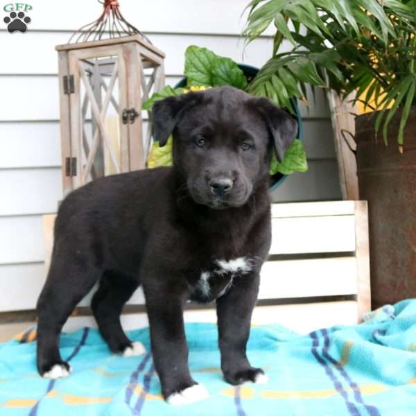 Bethany, Siberian Husky Mix Puppy