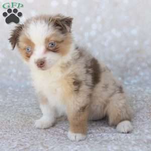 Betsy, Miniature Australian Shepherd Puppy