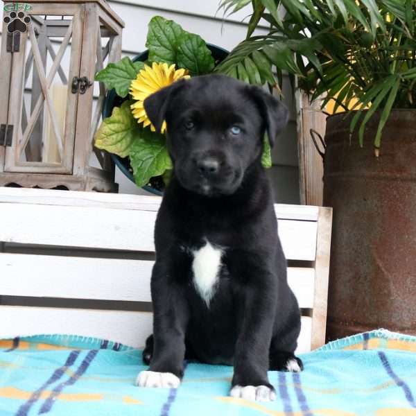 Betsy, Siberian Husky Mix Puppy