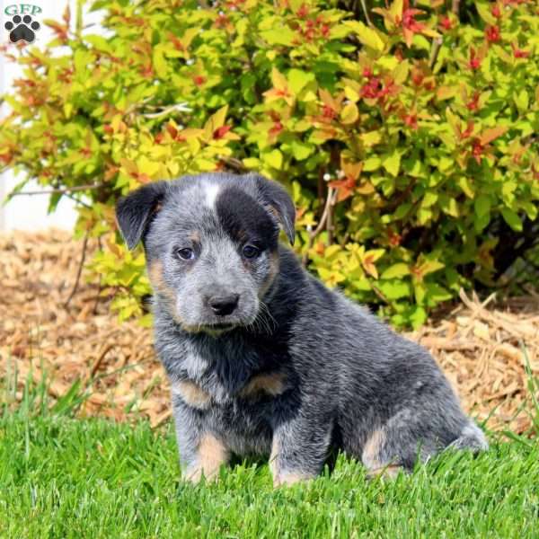 Betty, Blue Heeler – Australian Cattle Dog Puppy