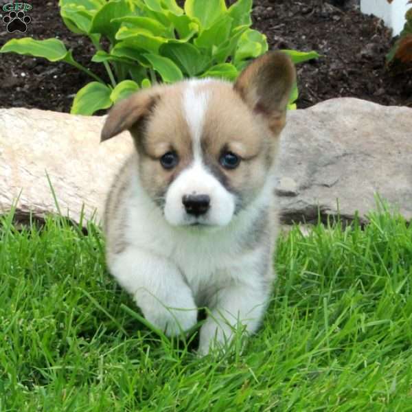 Billy, Pembroke Welsh Corgi Puppy