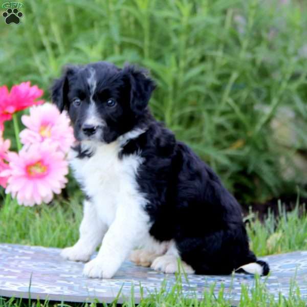 Billy, Border Collie Mix Puppy