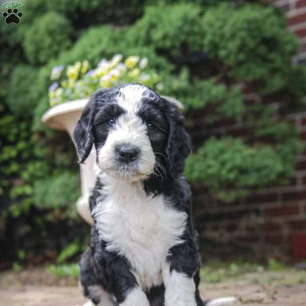 Billy f1 Petite, Sheepadoodle Puppy