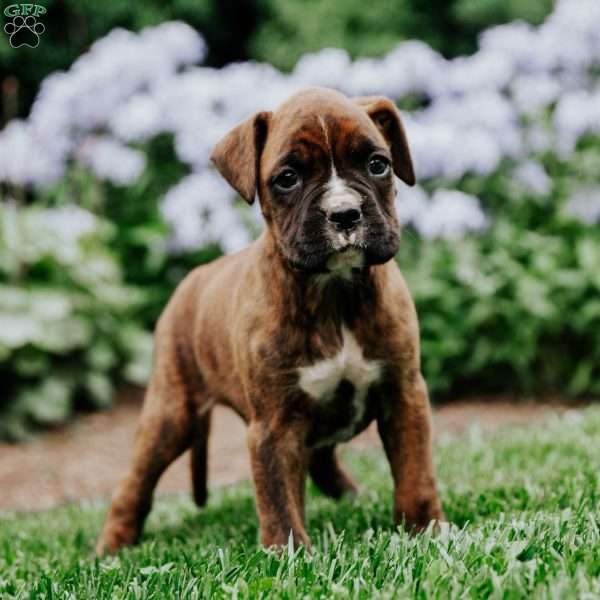 Billy, Boxer Puppy