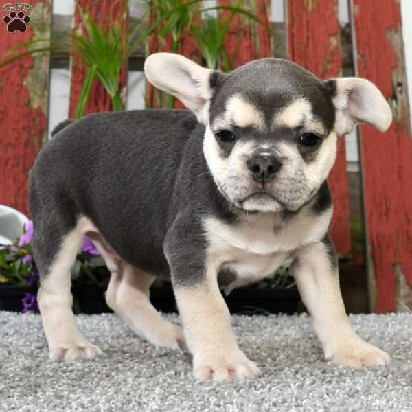 Bingo, French Bulldog Puppy