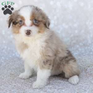 Biscuit, Miniature Australian Shepherd Puppy