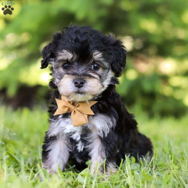 Biscuit, Yorkie Poo Puppy