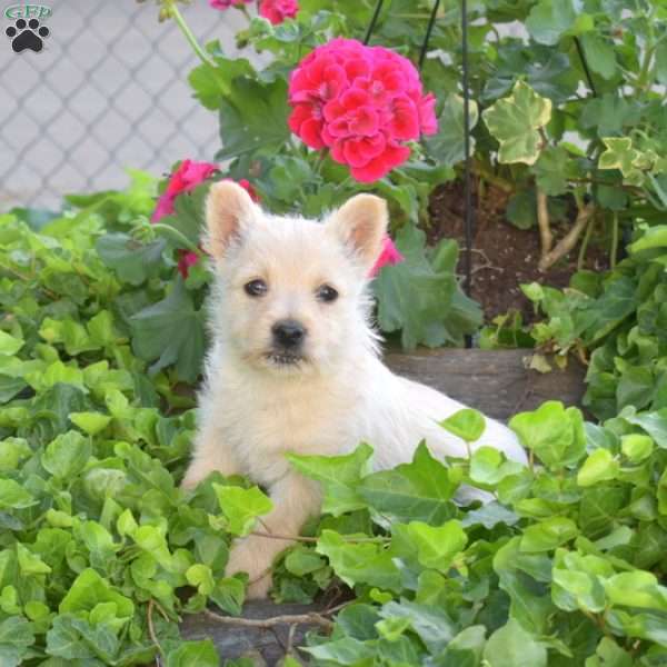 Biscuit, Cairn Terrier Puppy