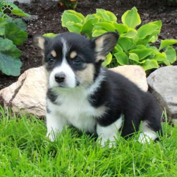 Blackey, Pembroke Welsh Corgi Puppy