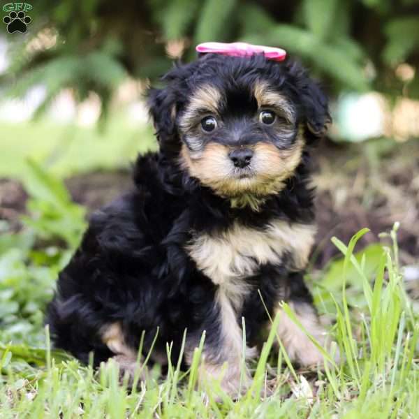 Blair, Yorkie Poo Puppy