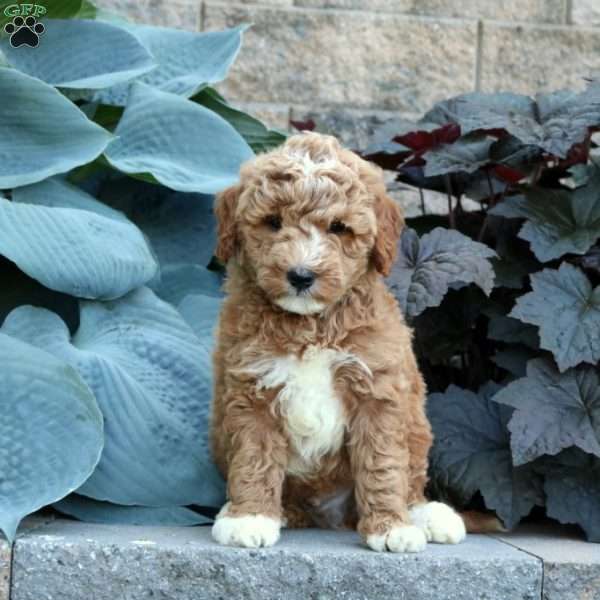 Blake, Mini Goldendoodle Puppy