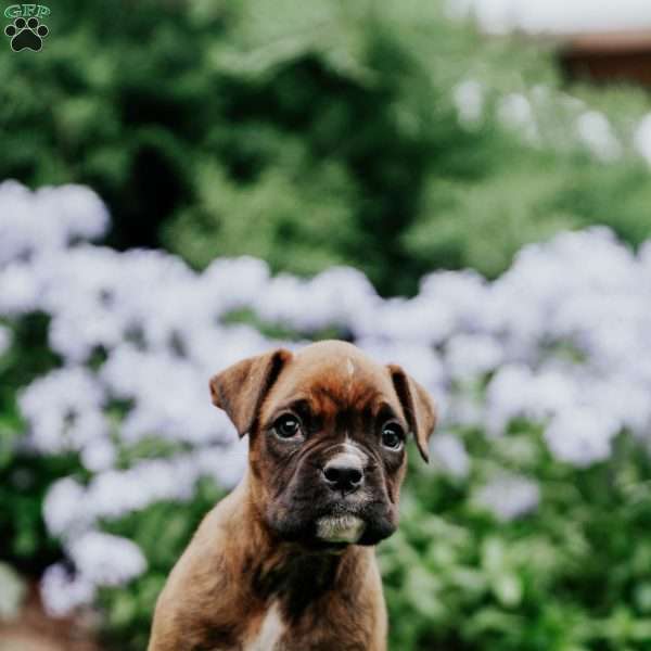 Blaze, Boxer Puppy