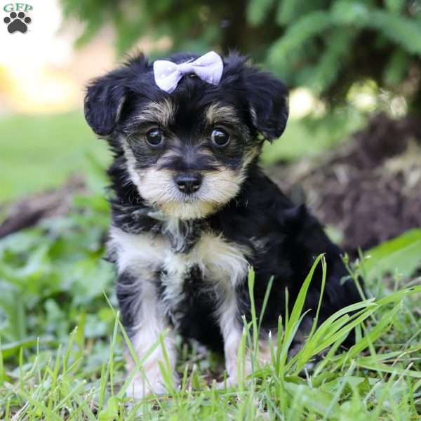 Blossom, Yorkie Poo Puppy