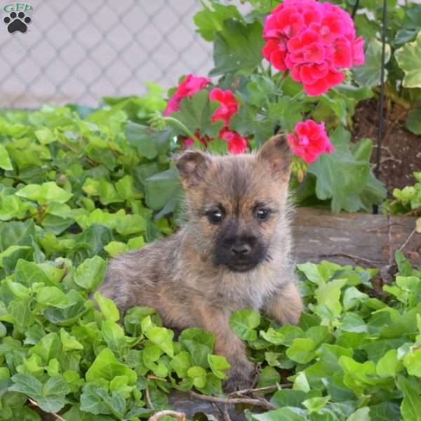 Blossom, Cairn Terrier Puppy