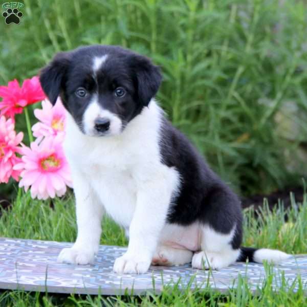 Blossom, Border Collie Mix Puppy