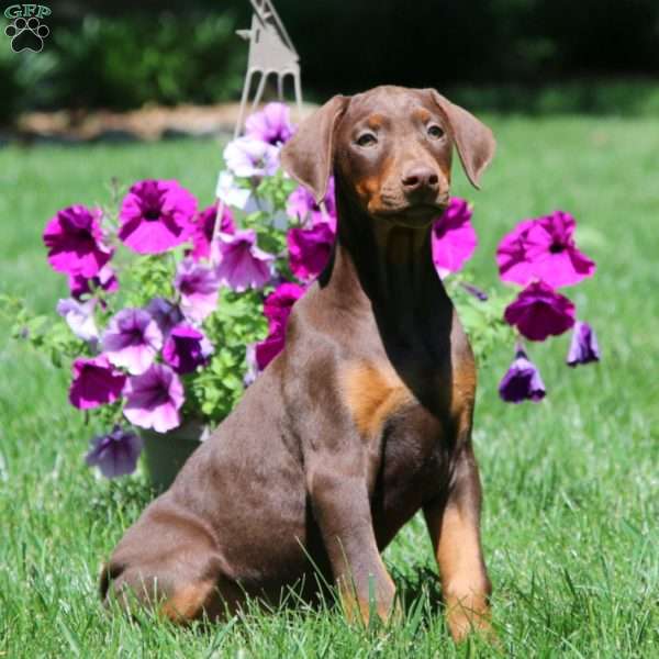 Blossom, Doberman Pinscher Puppy