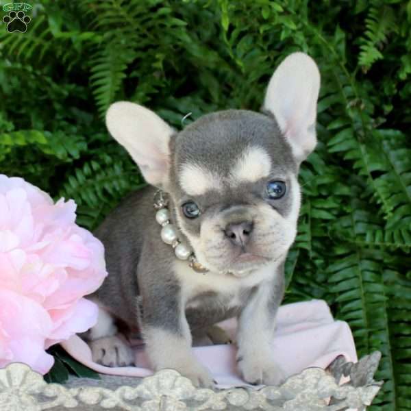 Blushing Poppy, French Bulldog Puppy