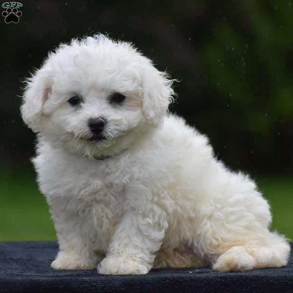 Bonnie, Bichon Frise Puppy