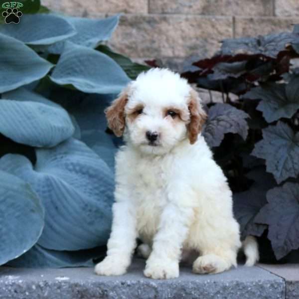 Bonnie, Mini Goldendoodle Puppy