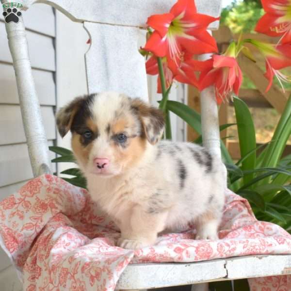 Boomer, Pembroke Welsh Corgi Puppy