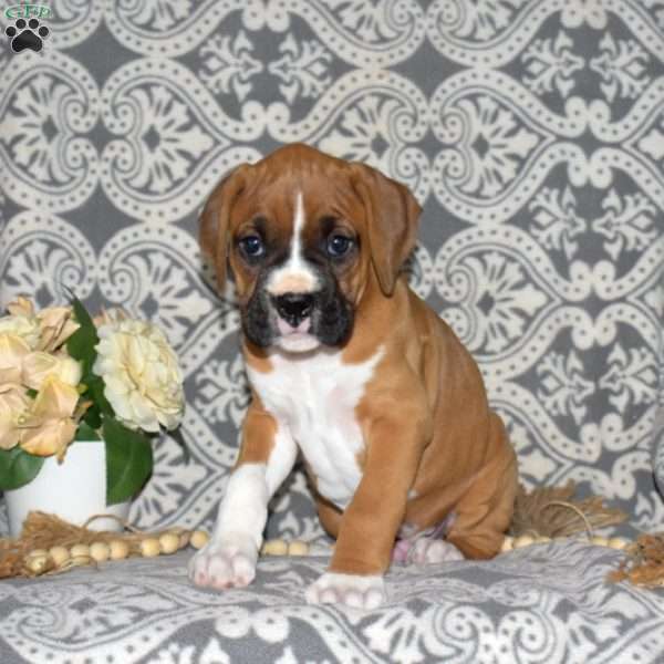 Boots, Boxer Puppy