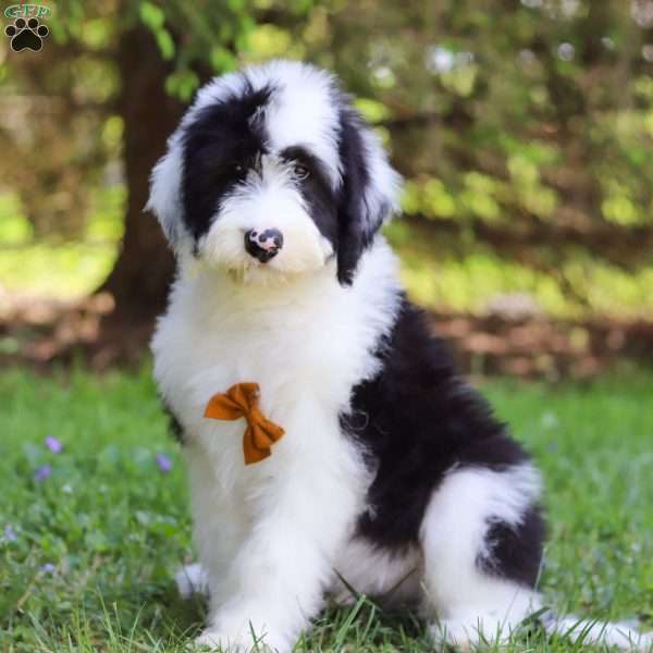 Bowen, Sheepadoodle Puppy