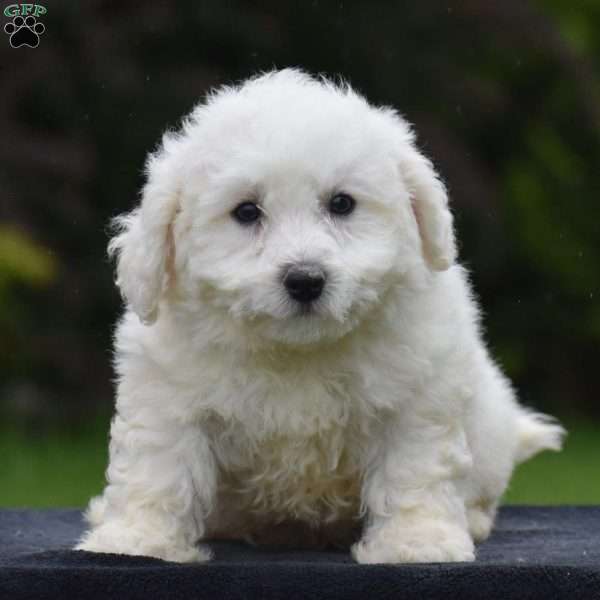 Boxer, Bichon Frise Puppy