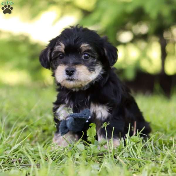 Brady, Yorkie Poo Puppy