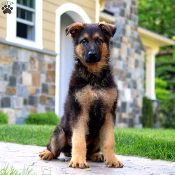 Bravo, German Shepherd Puppy