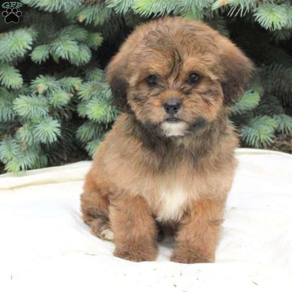 Brent, Miniature Poodle Mix Puppy