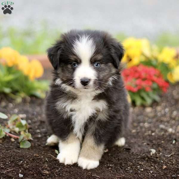 Brent, Miniature Australian Shepherd Puppy