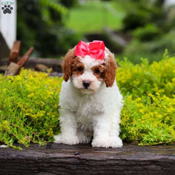 Bridget, Cavapoo Puppy