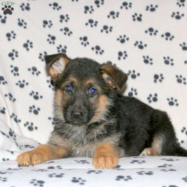 Bridgette, German Shepherd Puppy