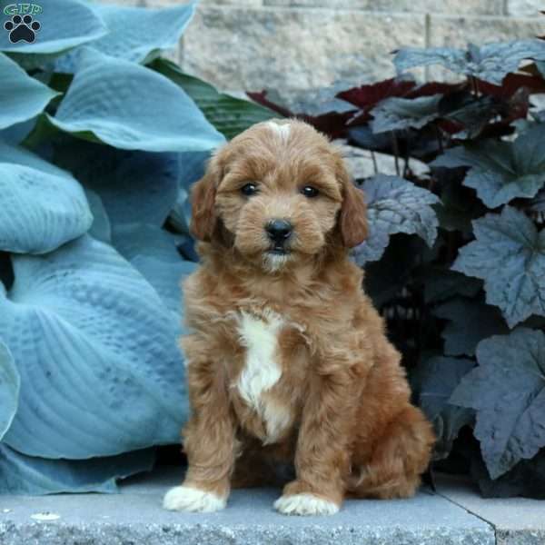 Bridgit, Mini Goldendoodle Puppy