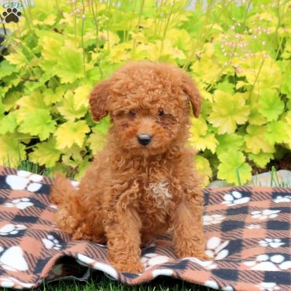 Brie, Mini Goldendoodle Puppy