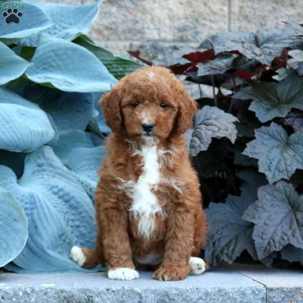 Brielle, Mini Goldendoodle Puppy