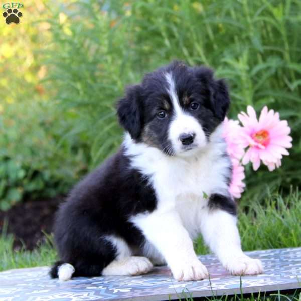 Britney, Border Collie Mix Puppy