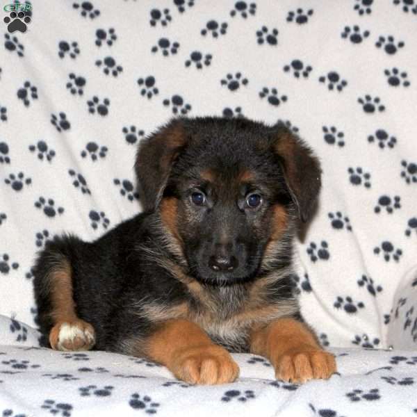 Britt, German Shepherd Puppy