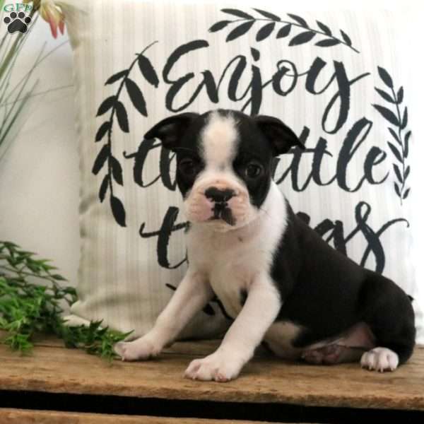 Brody, Boston Terrier Puppy